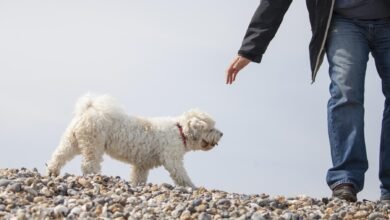 Dream About Dog Being Stolen – Spiritual and Psychological Insights
