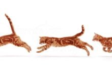 Dream About Cat Running – Exploring the Meaning