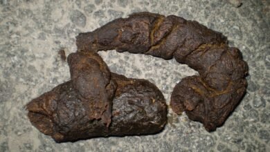 Dream About Dog Feces – Exploring the Meaning