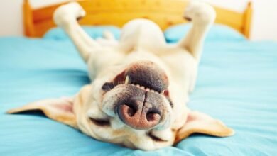 Dream About Dog With Blood – Spiritual and Psychological Insights