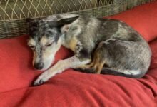 Dream About Dog Dying – Causes and Interpretations