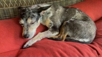 Dream About Dog Dying – Causes and Interpretations