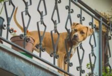 4817 dream of dog jumping off balcony symbolism and significance 220x150 - Dream About Neglecting A Dog – Hidden Messages and Insights