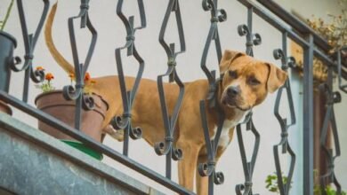 Dream Of Dog Jumping Off Balcony – Symbolism and Significance