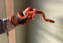 Dream About Pet Snake Escaping – Symbolism and Significance