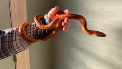 Dream About Pet Snake Escaping – Symbolism and Significance
