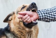4838 dream about dog bite on hand spiritual and psychological insights 220x150 - Dream About Dog Losing Paw – What It Could Indicate