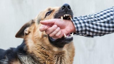 Dream About Dog Bite On Hand – Spiritual and Psychological Insights