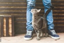 Dream About A Cat Rubbing Against You – Exploring the Meaning