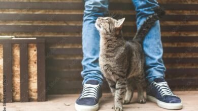 Dream About A Cat Rubbing Against You – Exploring the Meaning