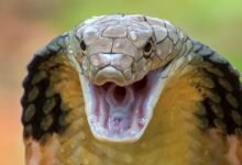 4848 dream about someone killing a snake hidden messages and insights 220x150 - Dream About Snake Hissing – Analysis and Explanation