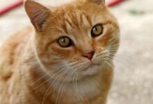 Dream About Cat Hugging Me – Causes and Interpretations