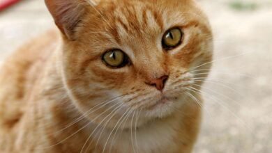 Dream About Cat Hugging Me – Causes and Interpretations
