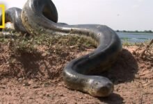 Dream About Killing A Big Snake – Symbolism and Significance