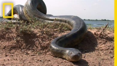 Dream About Killing A Big Snake – Symbolism and Significance