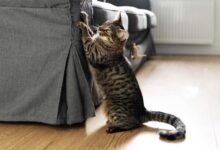 Dream About Cat Scratching You – Spiritual and Psychological Insights