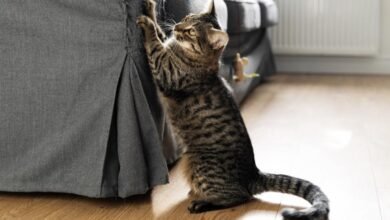 Dream About Cat Scratching You – Spiritual and Psychological Insights