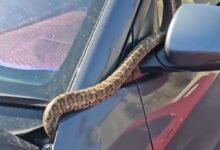 Dream About Snake In Car – Understanding Its Implications
