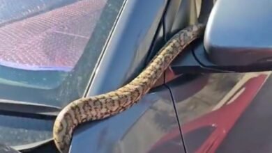 Dream About Snake In Car – Understanding Its Implications