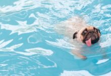Dream About Dog Swimming – Spiritual and Psychological Insights