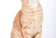 Dream About Red Cat – Hidden Messages and Insights