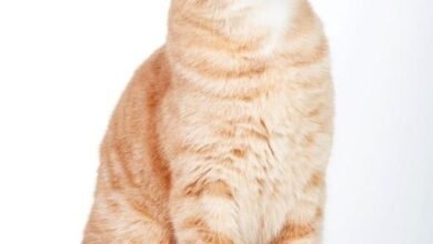 Dream About Red Cat – Hidden Messages and Insights