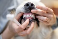 Dream About Dog Losing Teeth – Hidden Messages and Insights