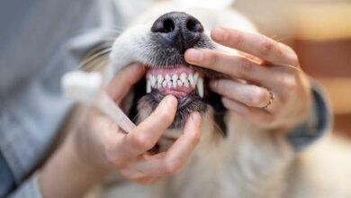Dream About Dog Losing Teeth – Hidden Messages and Insights