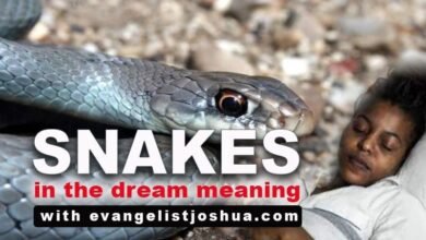 Dream About Snake From – What It Could Indicate