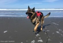 Dream About 3 Legged Dog – What It Could Indicate