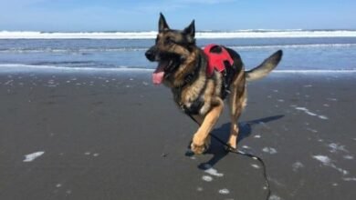 Dream About 3 Legged Dog – What It Could Indicate