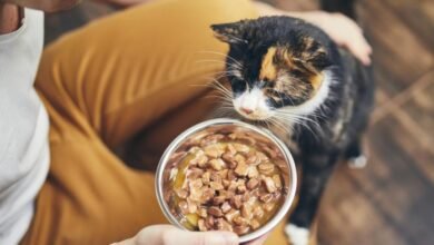 Dream About Feeding Cat Islam – Decoding the Message