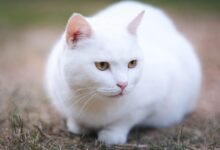 Dream About White Cat Islam – Symbolism and Significance