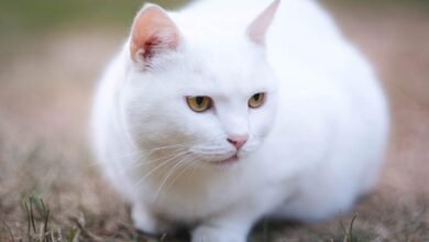 Dream About White Cat Islam – Symbolism and Significance