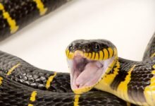 Dream About Snake Wrapped Around Me – Decoding the Message