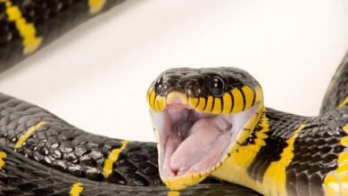 Dream About Snake Wrapped Around Me – Decoding the Message