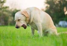 Dream About Dog Throwing Up – Understanding Its Implications
