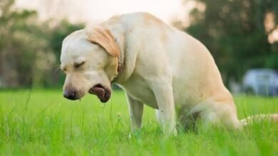 Dream About Dog Throwing Up – Understanding Its Implications