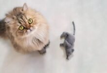 Dream About Cat Catching Mouse – What It Could Indicate