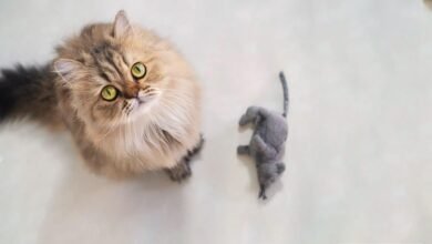 Dream About Cat Catching Mouse – What It Could Indicate
