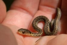 Dream About Snake Having Babies – Symbolism and Significance