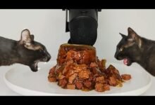 Dream About A Cat Eating Another Cat – Exploring the Meaning