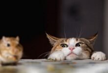 Dream About Chasing Cat In Islam – Causes and Interpretations