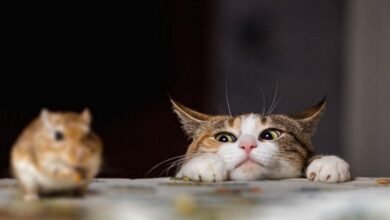 Dream About Chasing Cat In Islam – Causes and Interpretations