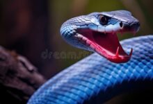 Dream About Snake Hissing – Analysis and Explanation