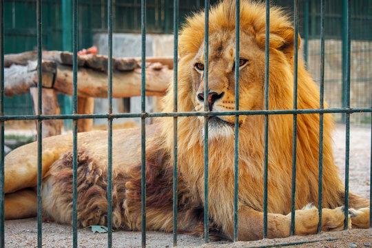4p4dLz - Dream About Lion In A Cage – Understanding Its Implications