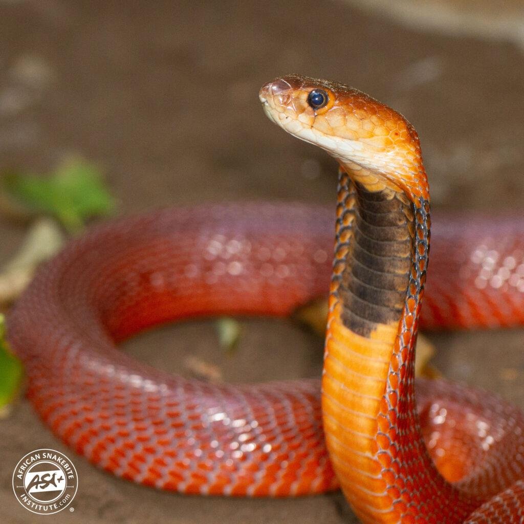 4x1024.jpg670e0cc509460 - Dream About Red Snake – Decoding the Message