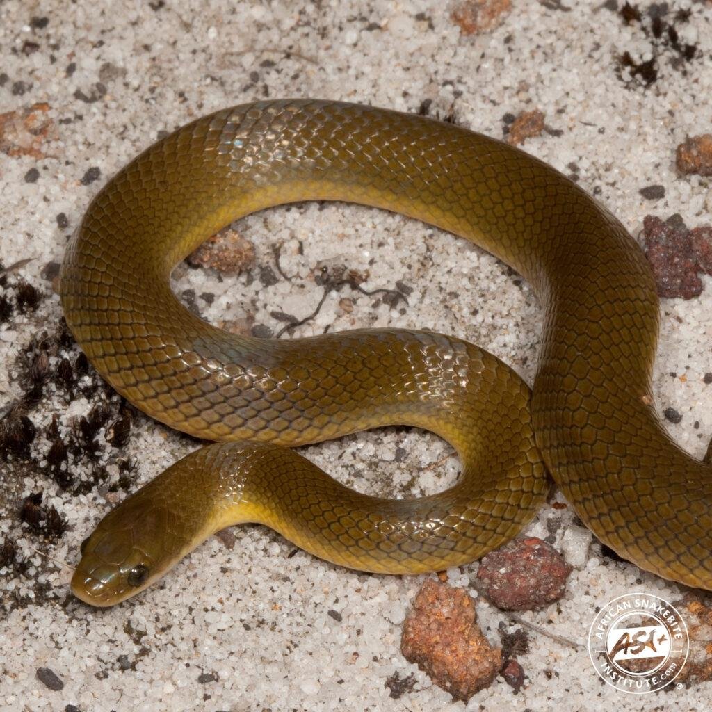 4x1024.jpg6713559358105 - Dream About Yellow Snake In Islam – Spiritual and Psychological Insights