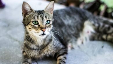 Dream About Cats In House Islam – Analysis and Explanation