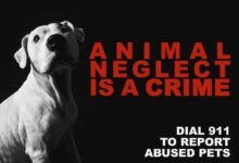 Dream About Neglecting A Dog – Hidden Messages and Insights